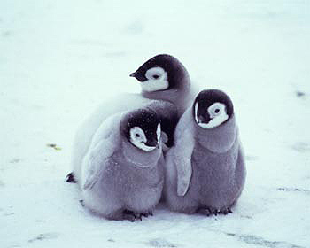 Penguin Picture - 3 Cute Young Penguins