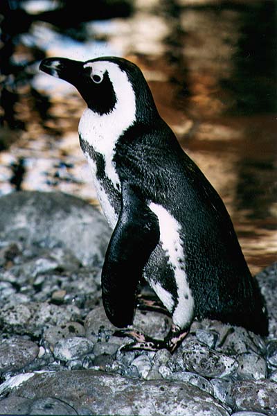 Penguin Picture - African Penguin