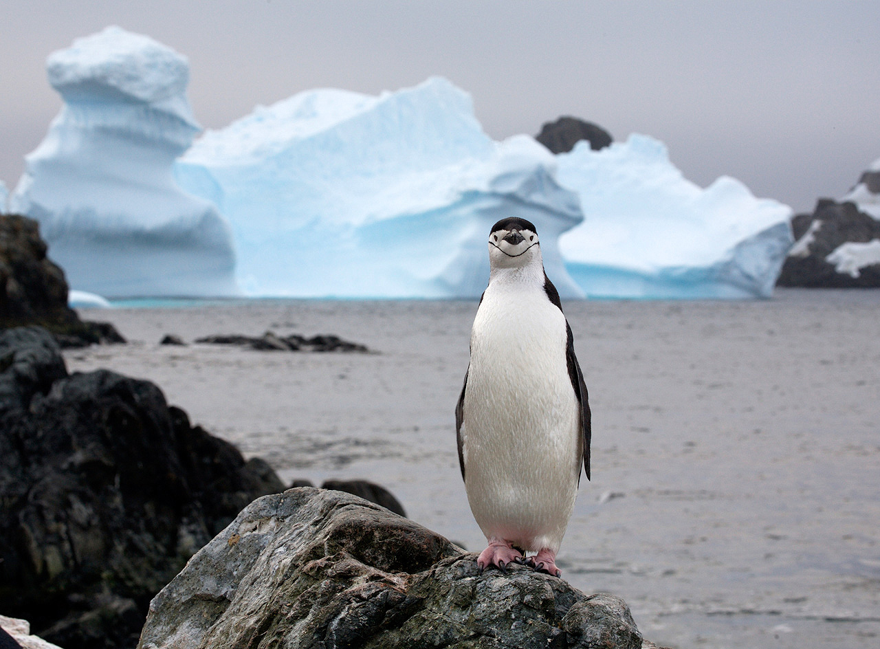 Penguin Picture - Amazing Penguin Photo in the Arctic