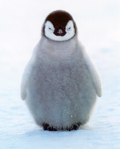 baby_penguin.jpg