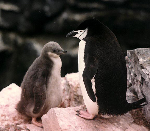 Penguin Picture - Baby Penguin