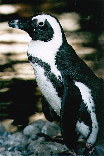 Penguin Picture - Blackfooted Penguin