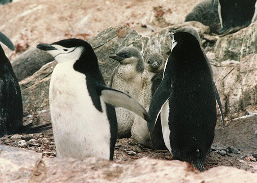 Penguin Picture - Chin Strap Penguin