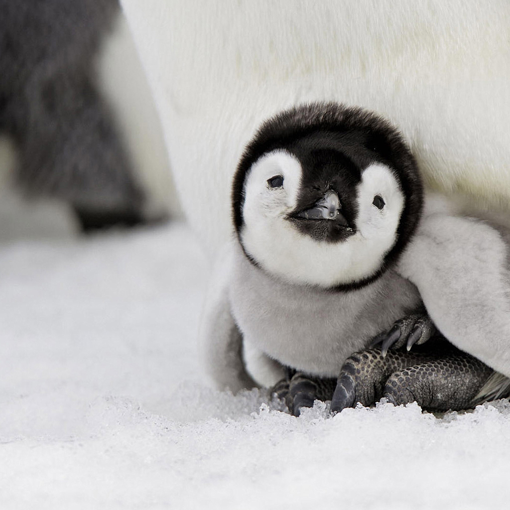 Penguin Picture - Cute Baby Penguin