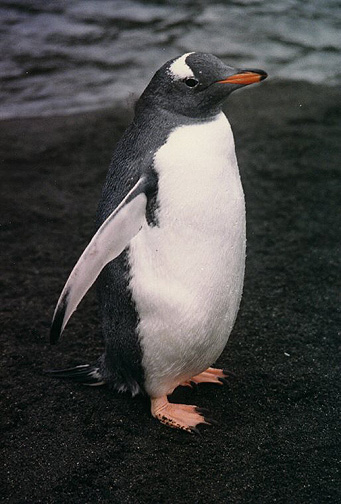 Penguin Picture - cute Penguin