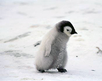 Penguin Picture - Cute Penguin Walking