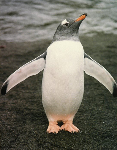 Pictures Of Gentoo Penguin - Free Gentoo Penguin pictures 