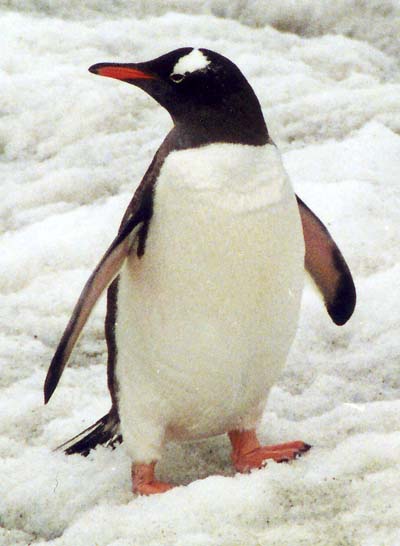 linux penguin wallpaper. GENTOO PENGUIN LINUX