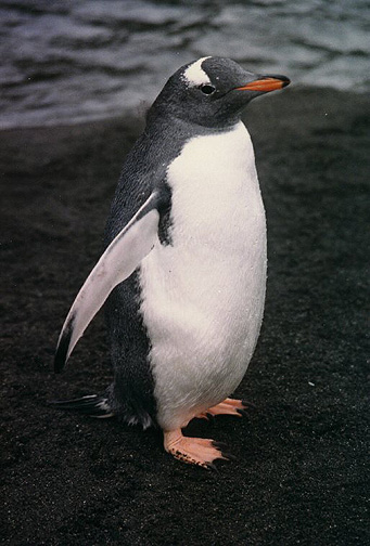 Penguin Picture - Gentoo Penguin