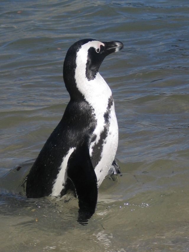Penguin Picture - Penguins Getting Wet