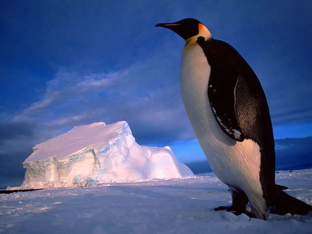 Penguin Picture - Large Penguin