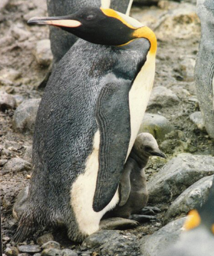 Penguin Picture - Looking Behind