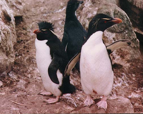 Penguin Picture - Penguin Pointing