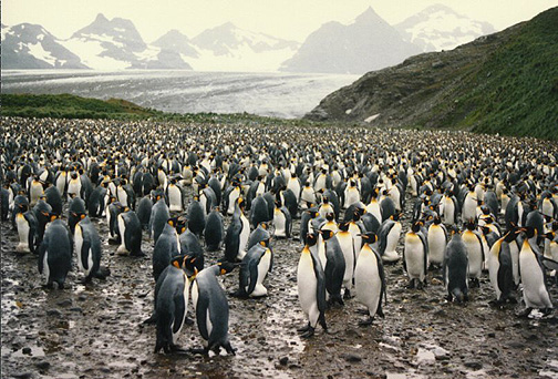 Penguin Picture - Group of Penguins