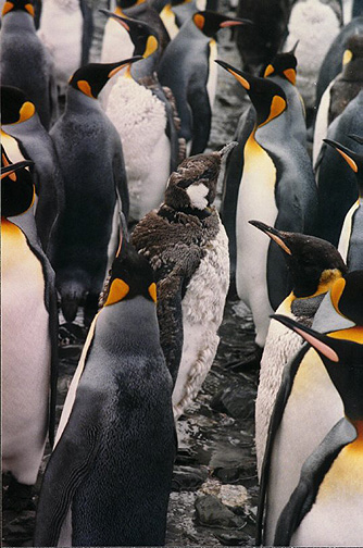 Penguin Picture - Molting King Penguin