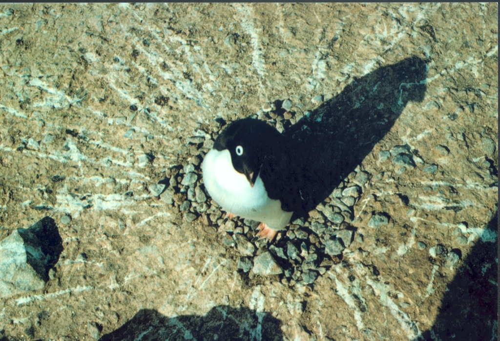 Penguin Picture - Penguin from above