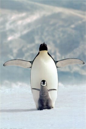 Penguin Picture - Penguin and Chick
