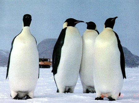 Penguin Picture - Penguin Group