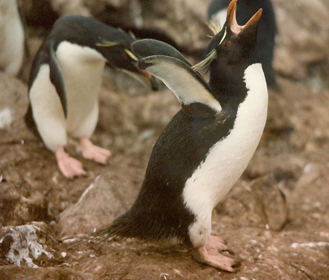 Penguin Picture - Penguin Squawk