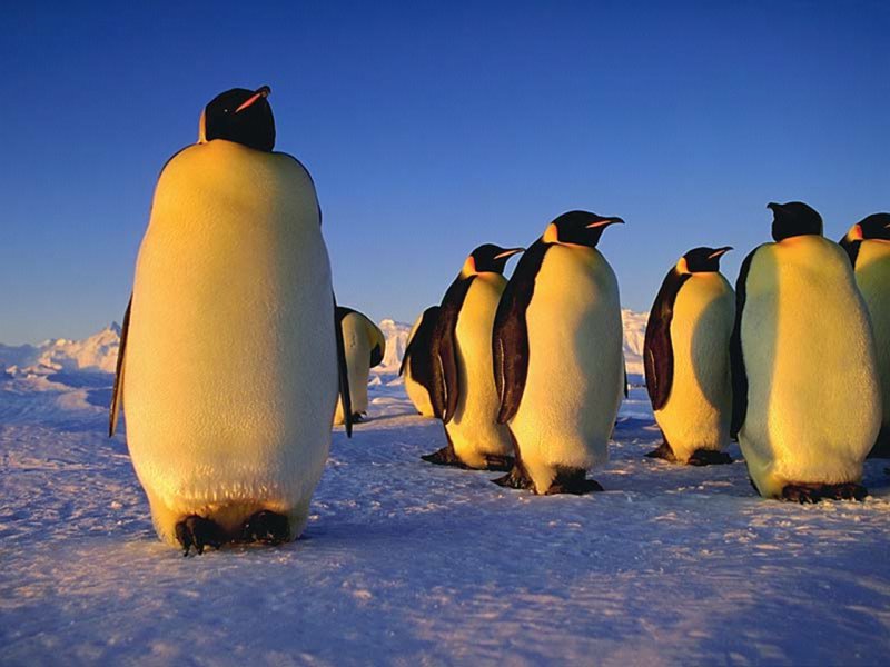 Penguin Picture - Penguins Relaxing