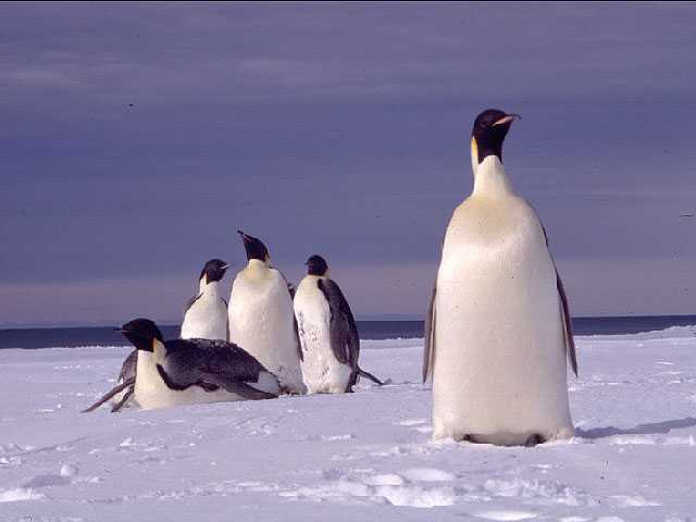 Penguin Picture - Relaxing Penguins