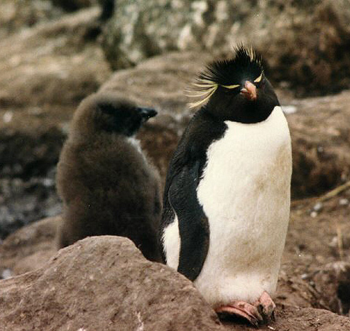 Penguin Picture - Young Rockhopper